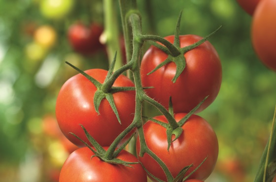 Protocole de désinfection pour tomates