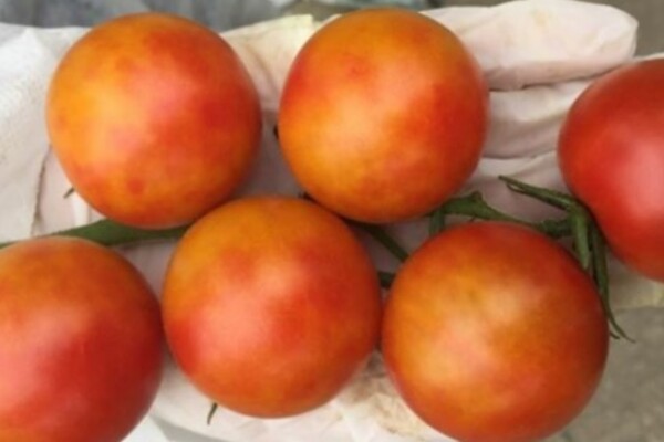 Comment reconnaître et combattre le ToBRFV (Tomato brown rugose fruit virus) ?