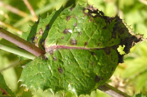 Comment combattre la maladie des taches noires (Cladosporium fulvum) ?