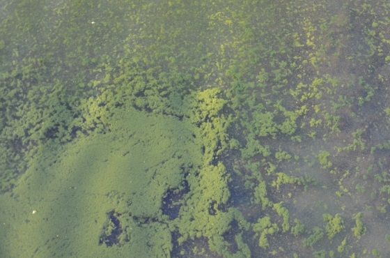 Comment combattre les algues dans le bassin ?