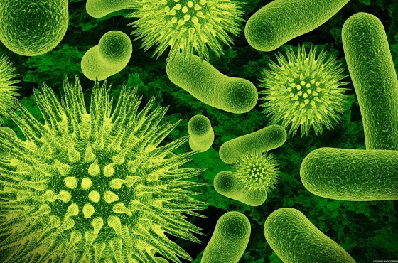 Quelle est la différence entre une bactérie et un virus ?