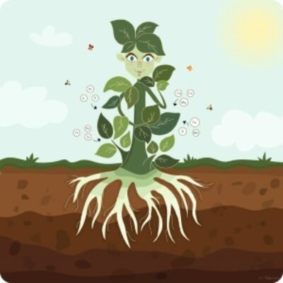 Utiliser des engrais foliaires qui renforcent la plante